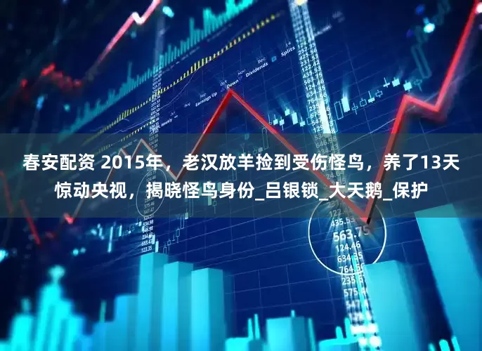 春安配资 2015年，老汉放羊捡到受伤怪鸟，养了13天惊动央视，揭晓怪鸟身份_吕银锁_大天鹅_保护